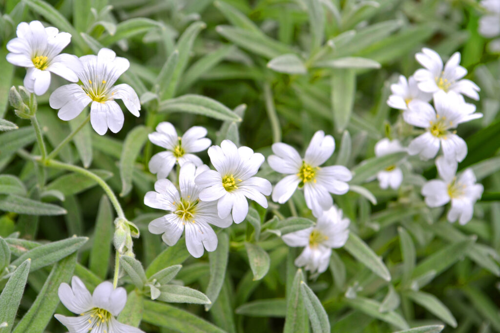 Neve in estate (Cerastium tomentosum) - (credito immagine: oliwizdar)