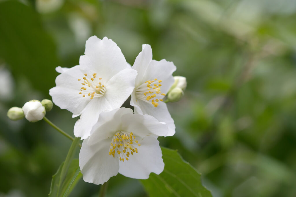 Mock orange (Philadelphus spp.)
- (image credit: yulan)