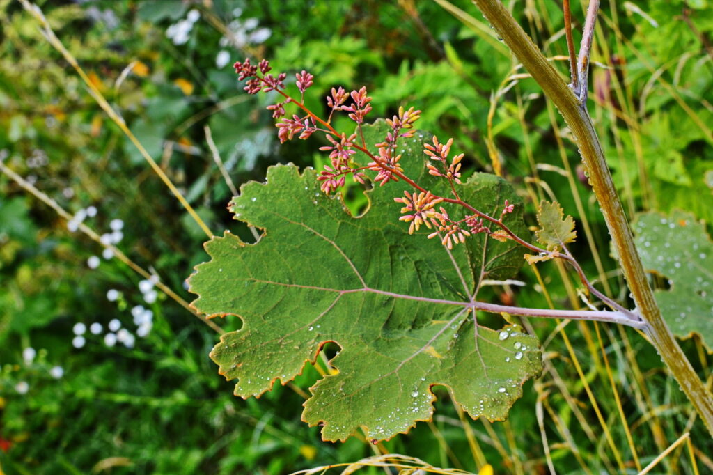 Macleaya cordata (Plume poppy) - (image credit: weha)