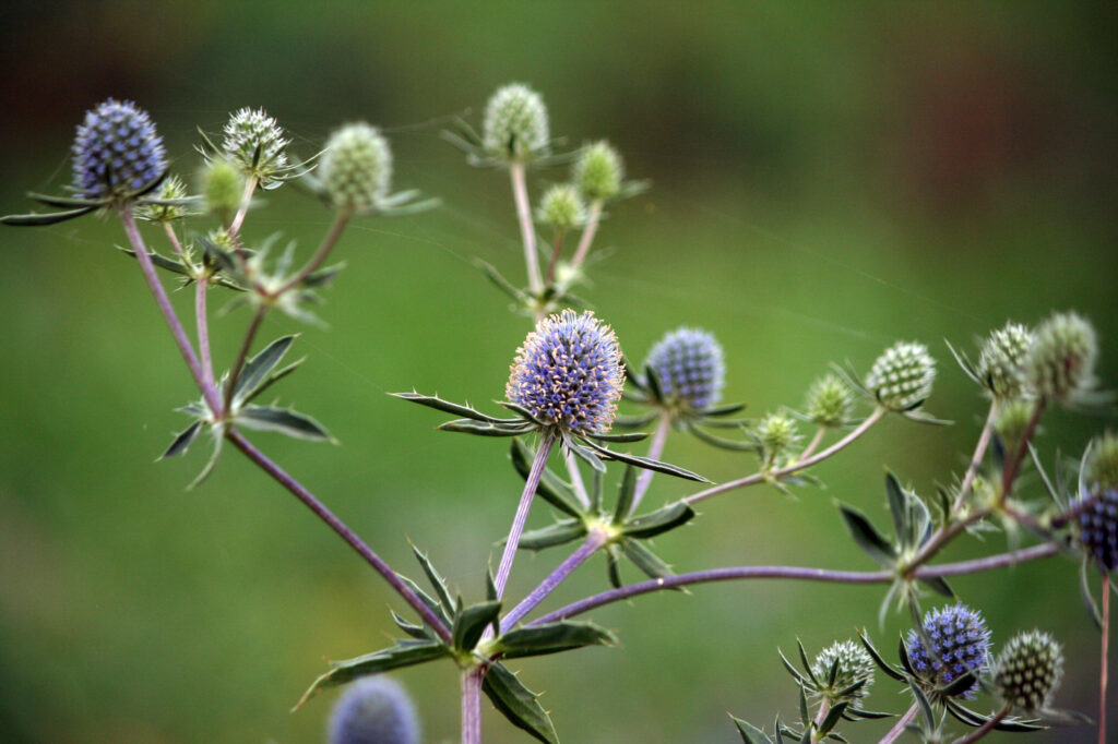 Agrifoglio marino (Eryngium planum) - (credito immagine: bluecaterpillar)