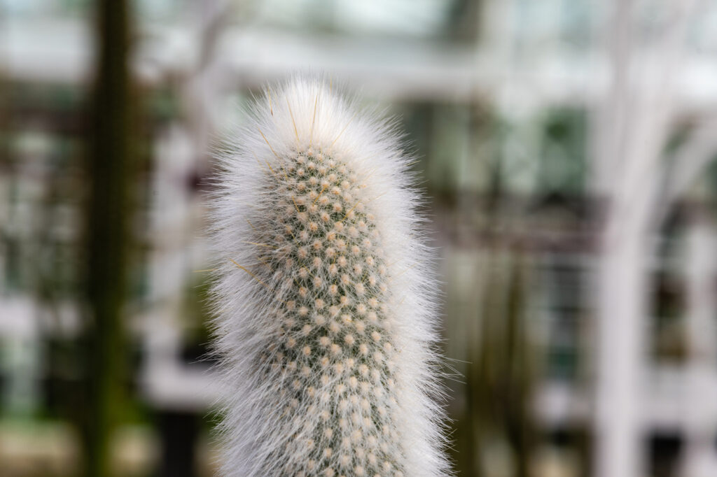 Cactus torcia d'argento (Cleistocactus strausii) - (credito immagine: JJFarquitectos)