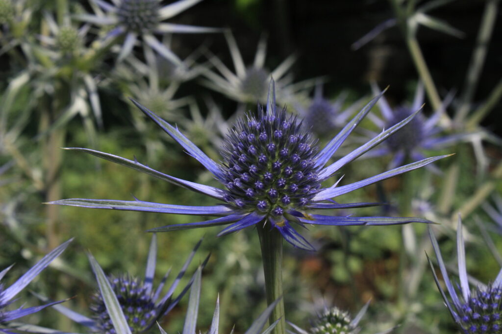 Mediterranean sea holly (Eryngium bourgatti) - (image credit: RukiMedia)