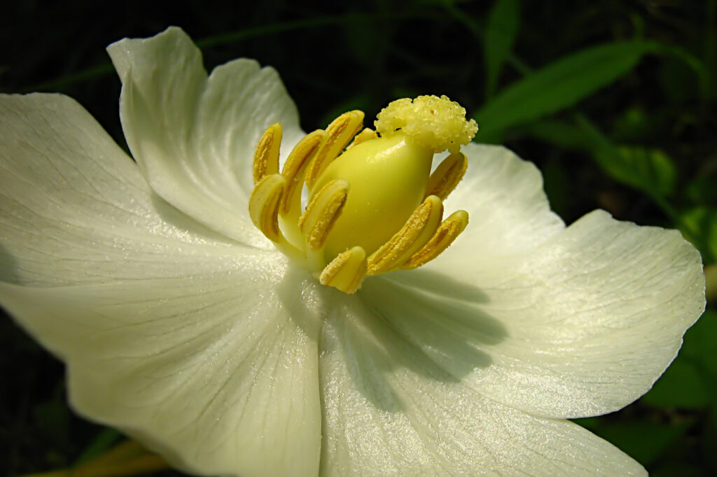 Mayapple (Podophyllum peltatum) - (image credit: PantherMediaSeller)