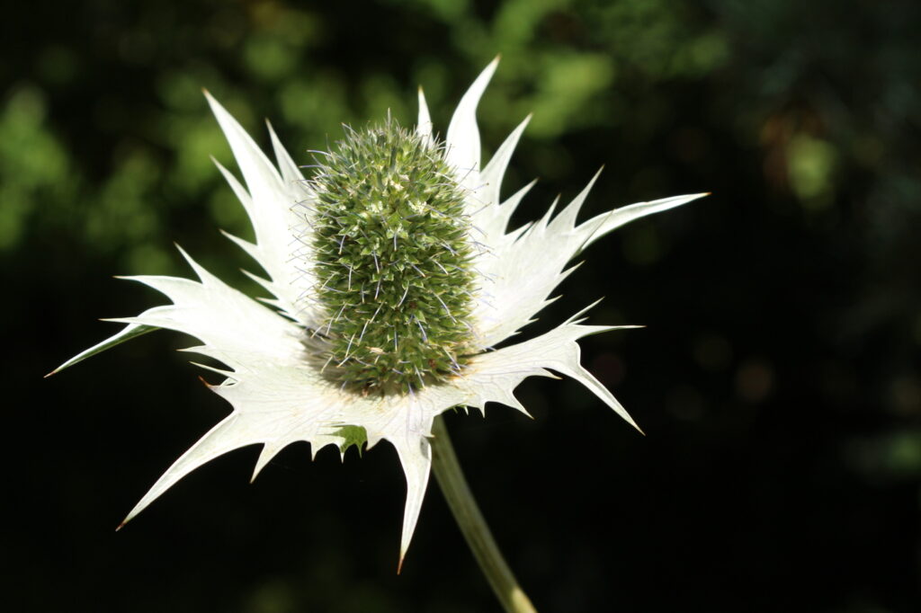 Miss Willmott’s ghost (Eryngium giganteum)
- (image credit: RukiMedia)