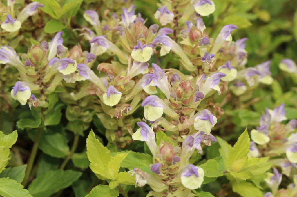 La capelvenere (Scutellaria incana) - (credito immagine: RukiMedia)