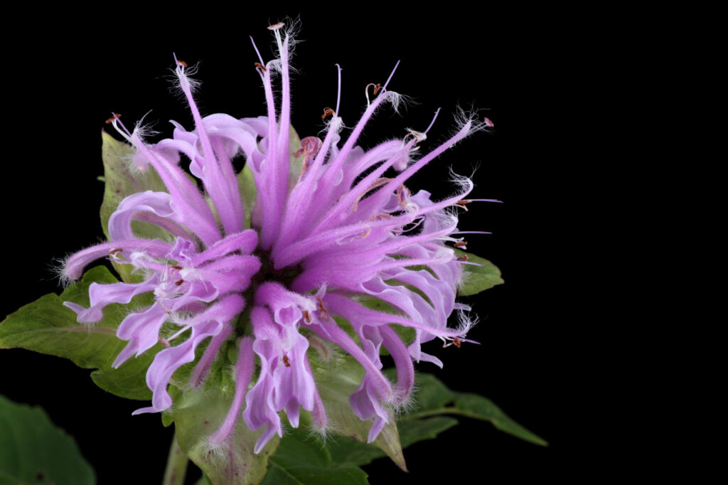 Monarda fistulosa (Wild Bergamot) - (image credit: chasbrutlag)