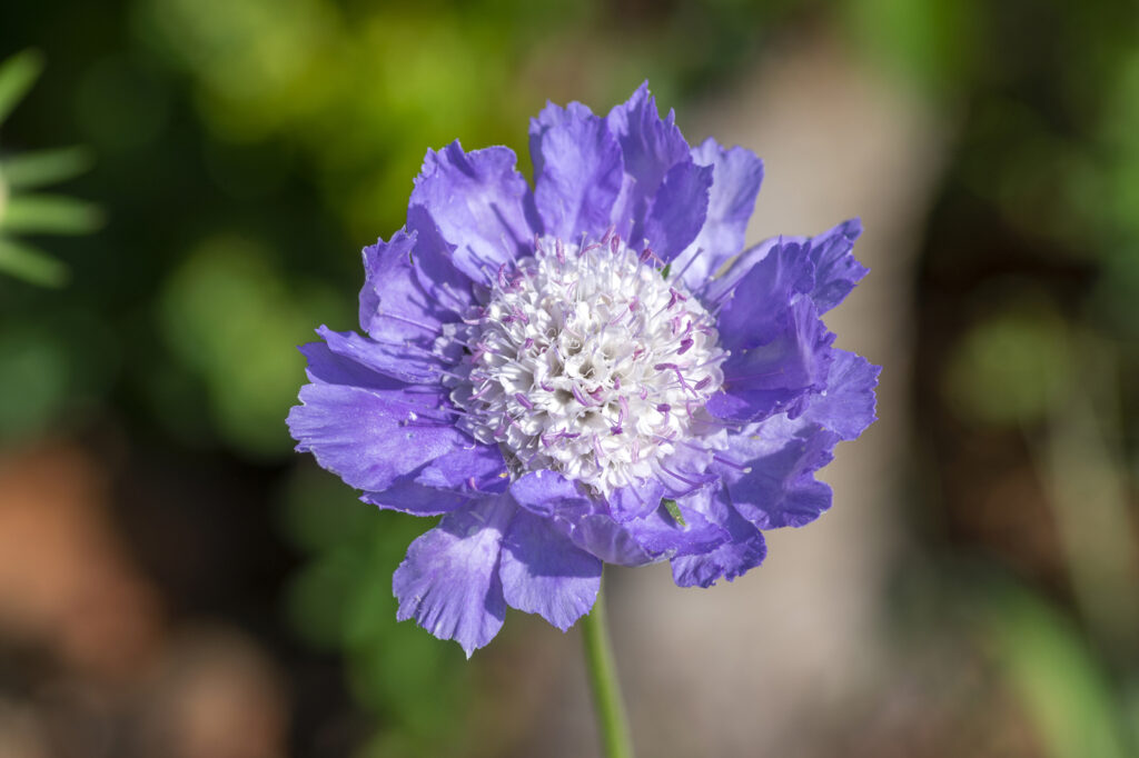 Scabiosa (Scabiosa caucasica) - (credito immagine: ivusakzkrabice)