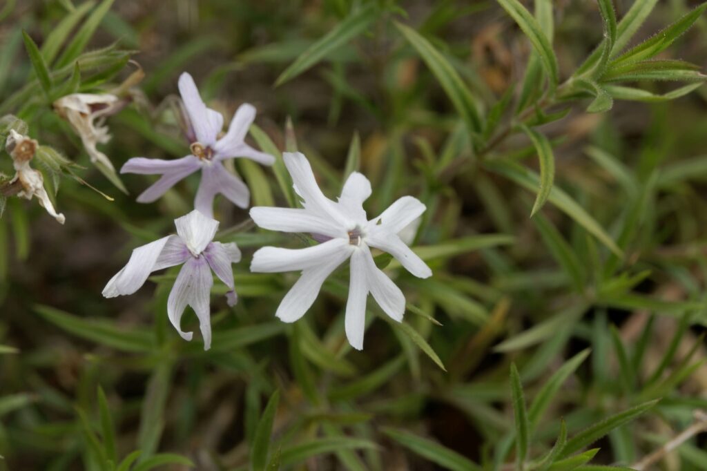 Phlox bifida (Phlox bifida) - (credito immagine: ChWeiss)