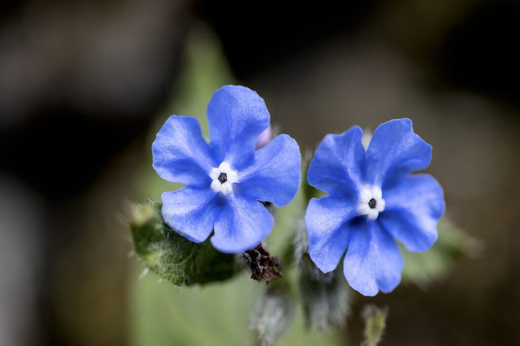 Bugloss siberiano (Brunnera macrophylla) - (credito immagine: thebackyardpilgrim@gmail.com)