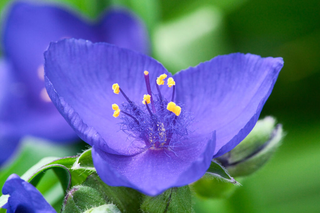 Spidocchia (Tradescantia spp.) - (credito immagine: DepositTim82)