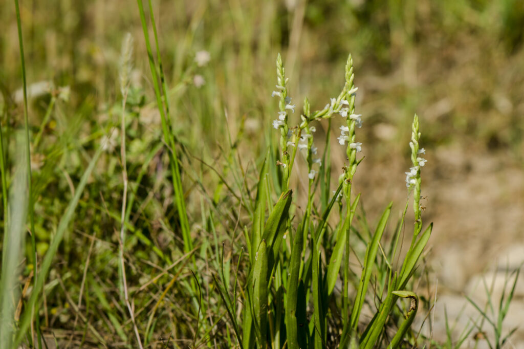 (Spiranthes odorata) Tressette delle signore - (credito immagine: Wirestock)