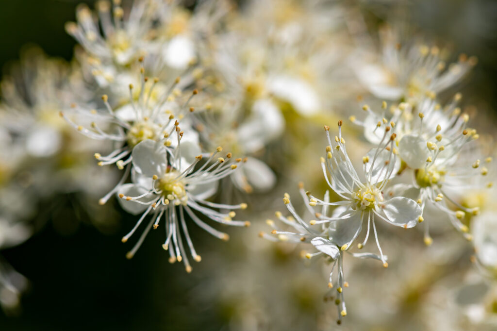 Meadowsweet (FIlipendula spp.) - (image credit: cowii)