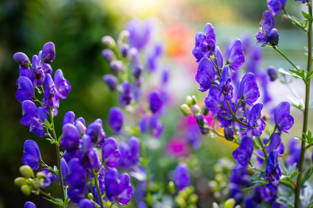 Monkshood (Aconitum spp.) - (image credit: LuGrish)