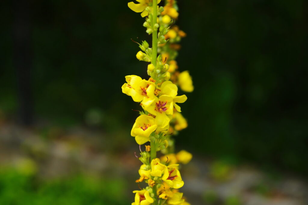 Mullein (Verbascum thapsus) - (image credit: 1980monako)