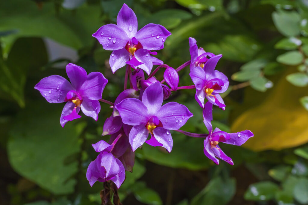 Solanum (Solanum seaforthianum) - (credito immagine: DigitalPearls)