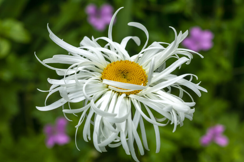 Margherita Shasta (Leucanthemum x superbum) - (credito immagine: lenschanger)