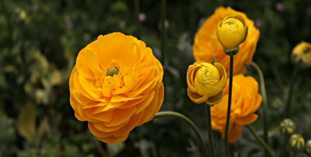 Ranunculus (Ranunculus asiaticus)
- (image credit: evermmnt)