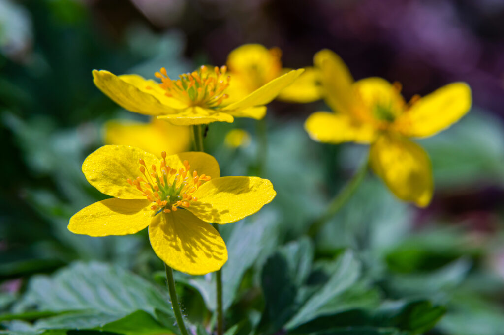 Marsh marigold (Caltha palustris)
- (image credit: olko1975)