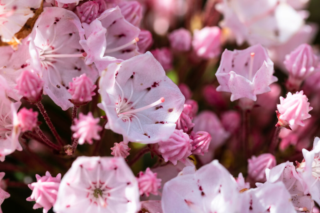 Mountain laurel (Kalmia latifolia) - (image credit: rck953)
