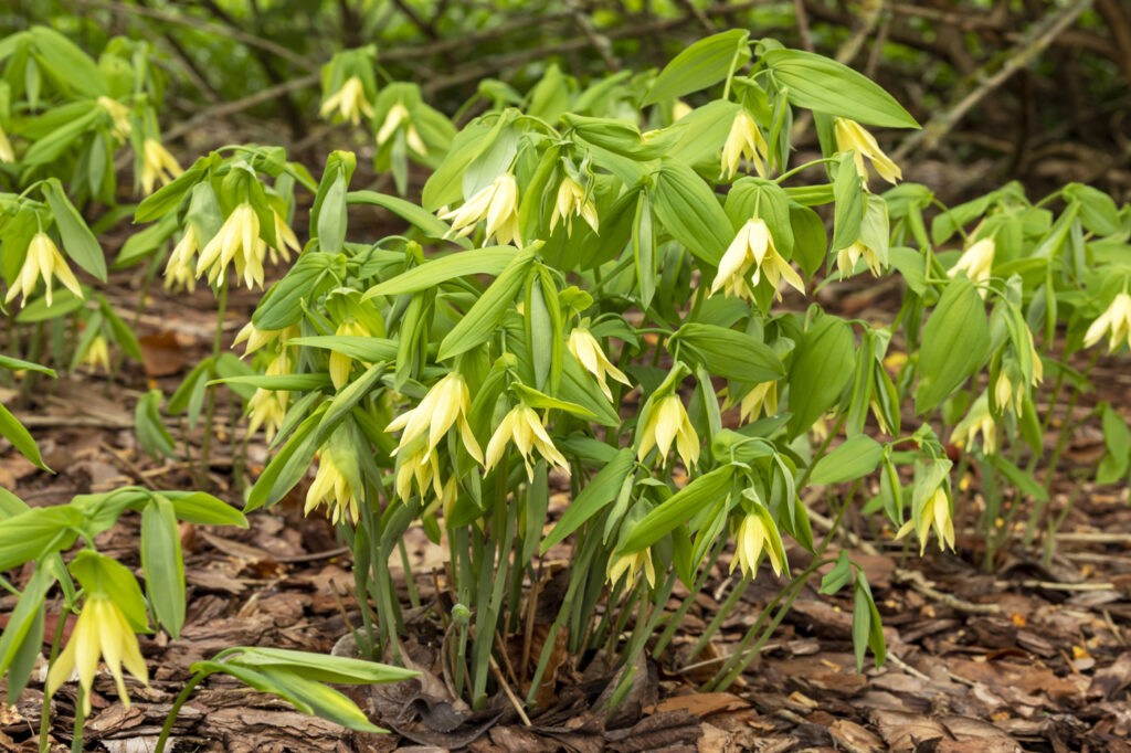 Merrybells (Uvularia grandiflora) - (image credit: AngieC333)