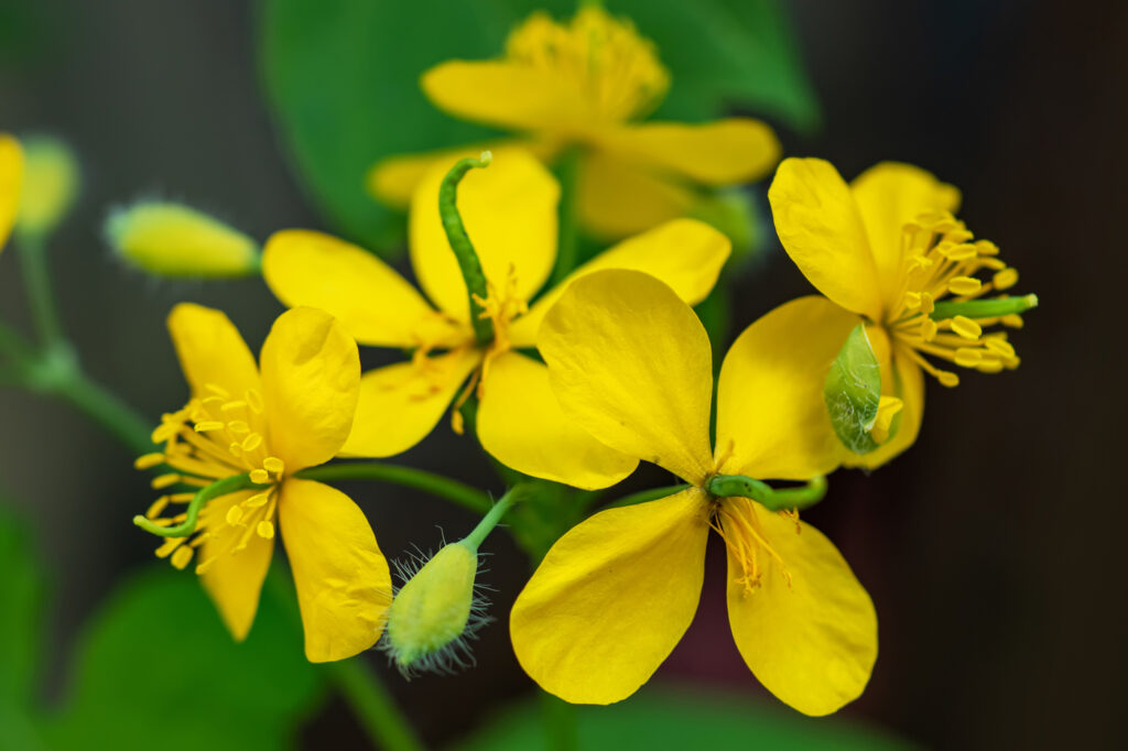 (Stylophorum diphyllum) Papavero dei boschi - (credito immagine: eliosdnepr@gmail.com)