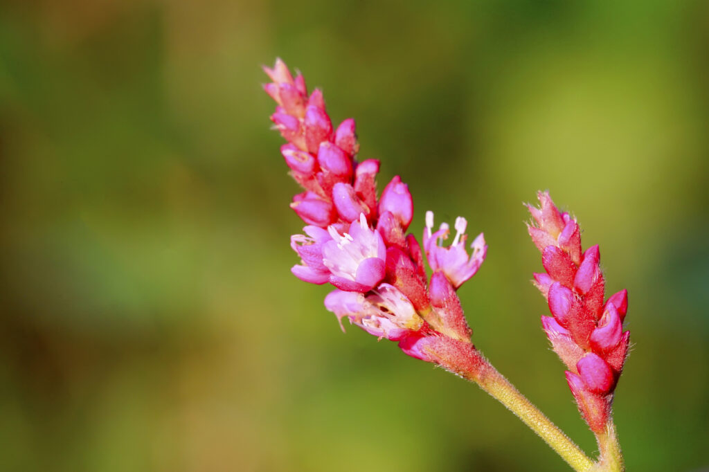 Smartweed (Persicaria spp.) - (credito immagine: zhangyuangeng)