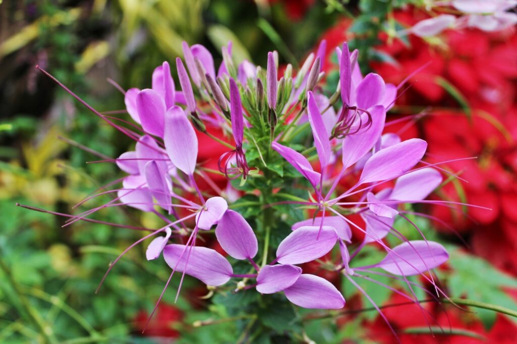 Fiore di ragno (Cleome spp.) - (credito immagine: kpoppie)