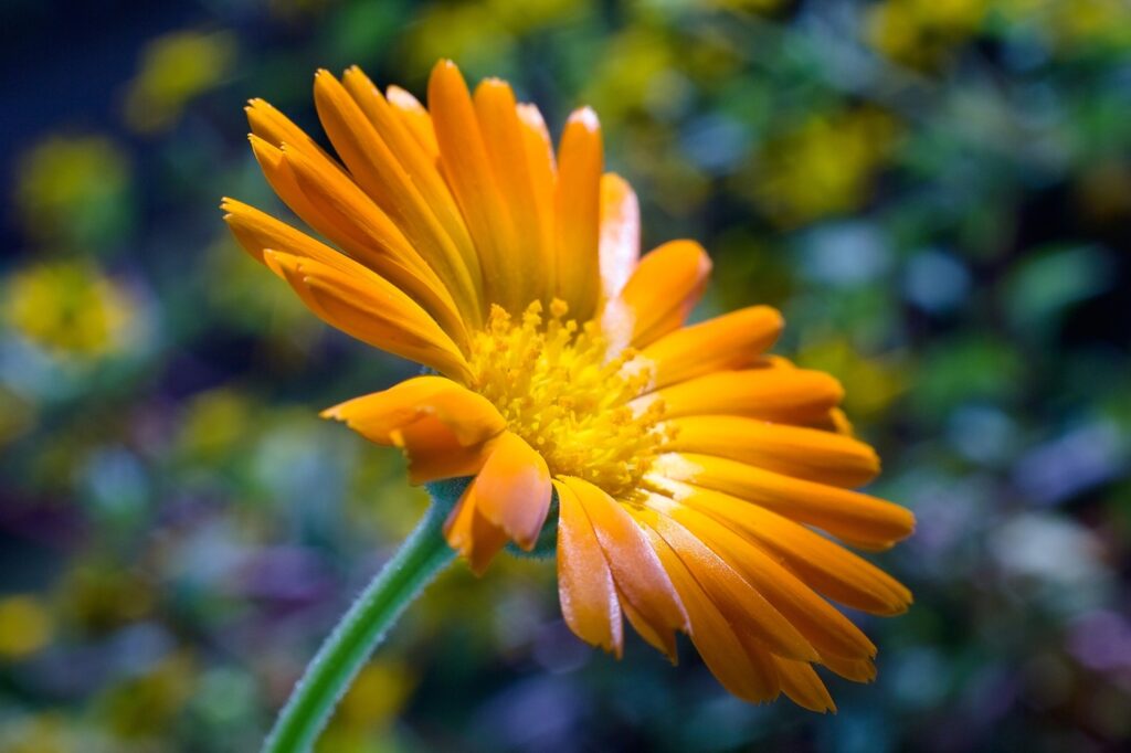 Marigold (Calendula officinalis) - (image credit: venars.original)