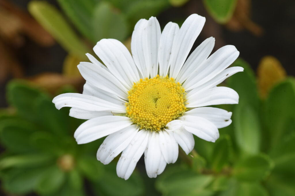 Montauk daisy (Nipponanthemum nipponicum) - (image credit: YK1500)