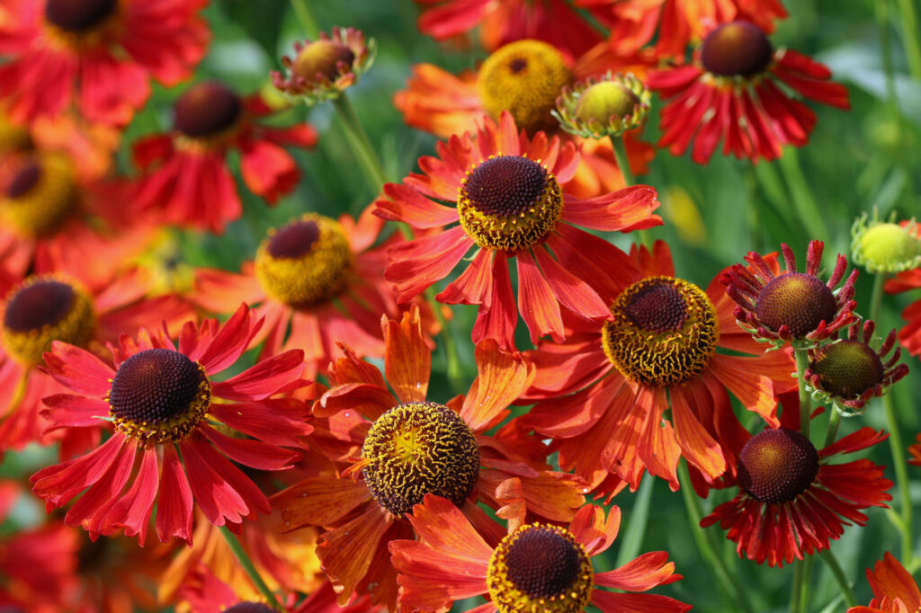 Starnuto (Helenium autumnale) - (credito immagine: Johnatapw)