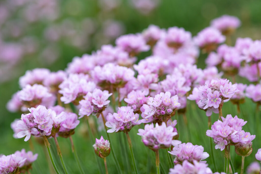 Armeria marittima (Armeria maritima) - (credito immagine: tommeaker26@gmail.com)