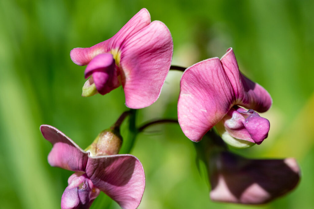 Pisello dolce (Lathyrus odoratus) - (credito immagine: tommeaker26@gmail.com)