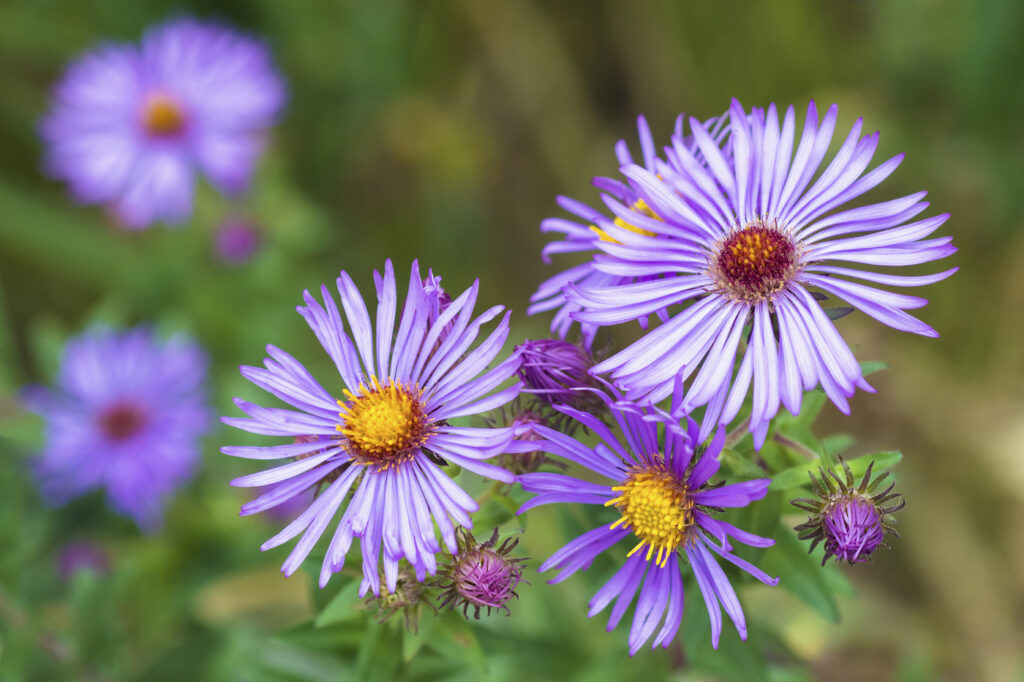 (Symphyotrichum spp.) Aster - (credito immagine: JossK)