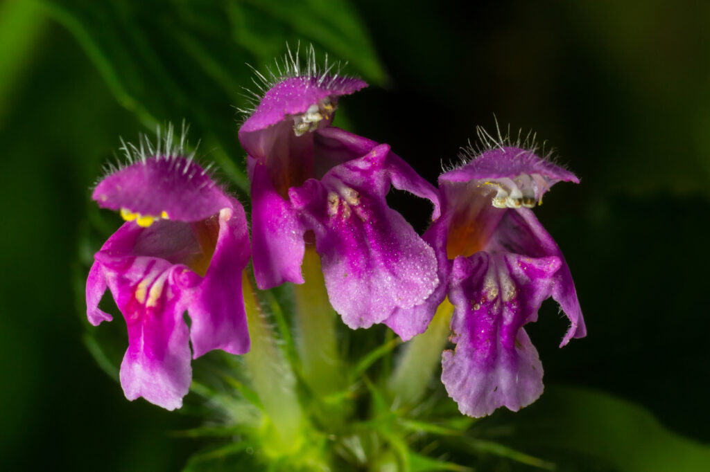 Ortica morta maculata (Lamium maculatum) - (credito immagine: olko1975)