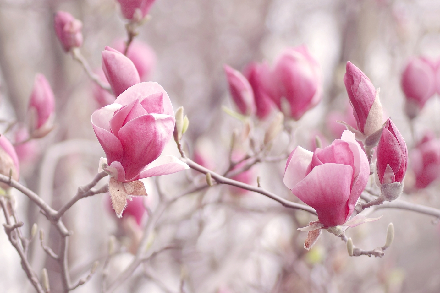 flowers that start with m - Magnolia (Magnolia spp.) - (image credit: Iwka-art)