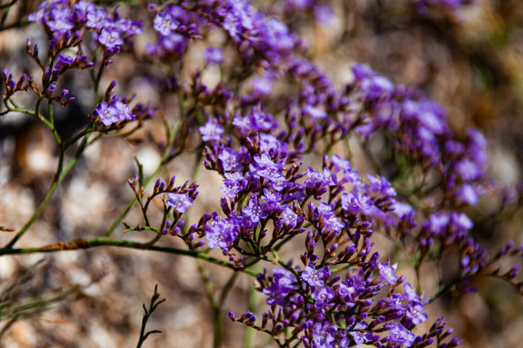 Lavanda marina (Limonium platyphyllum) - (credito immagine: SyomaBarva)