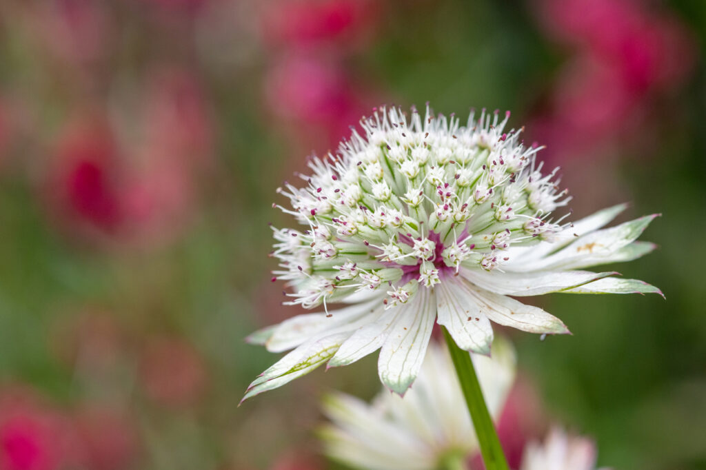 Masterwort (Astrantia major) - (image credit: tommeaker26@gmail.com)