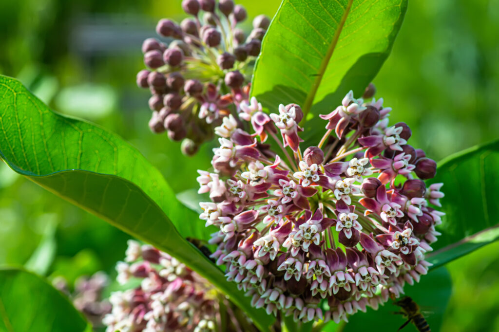 Milkweed (Asclepias spp.) - (image credit: christening)