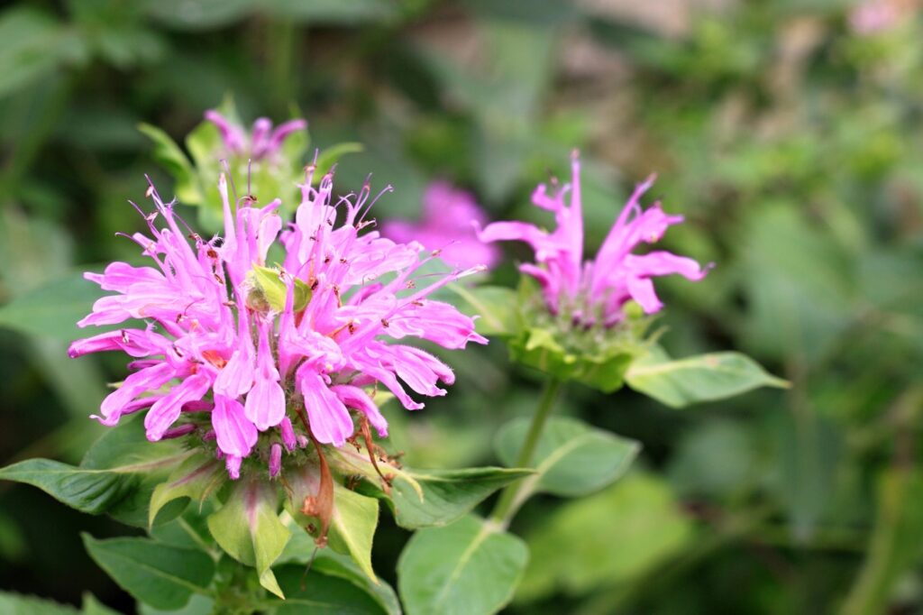 Monarda didyma (Beebalm) - (image credit: svehlik)