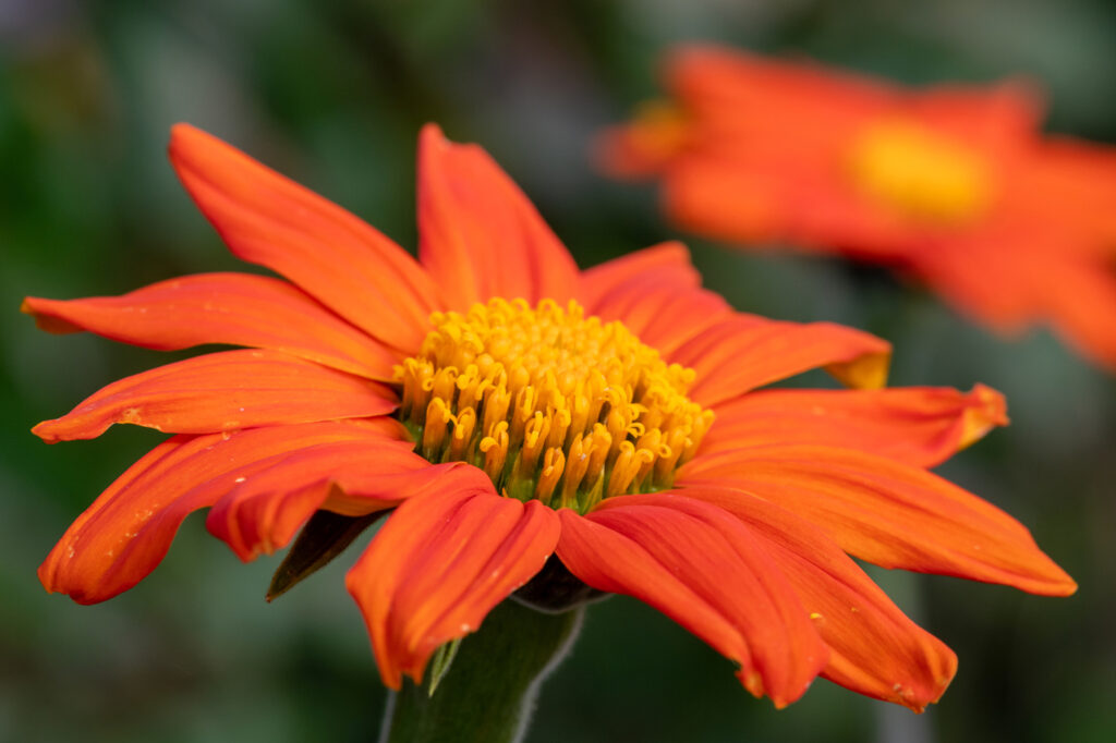 Mexican sunflower (Tithonia rotundifolia)
- (image credit: tommeaker26@gmail.com)