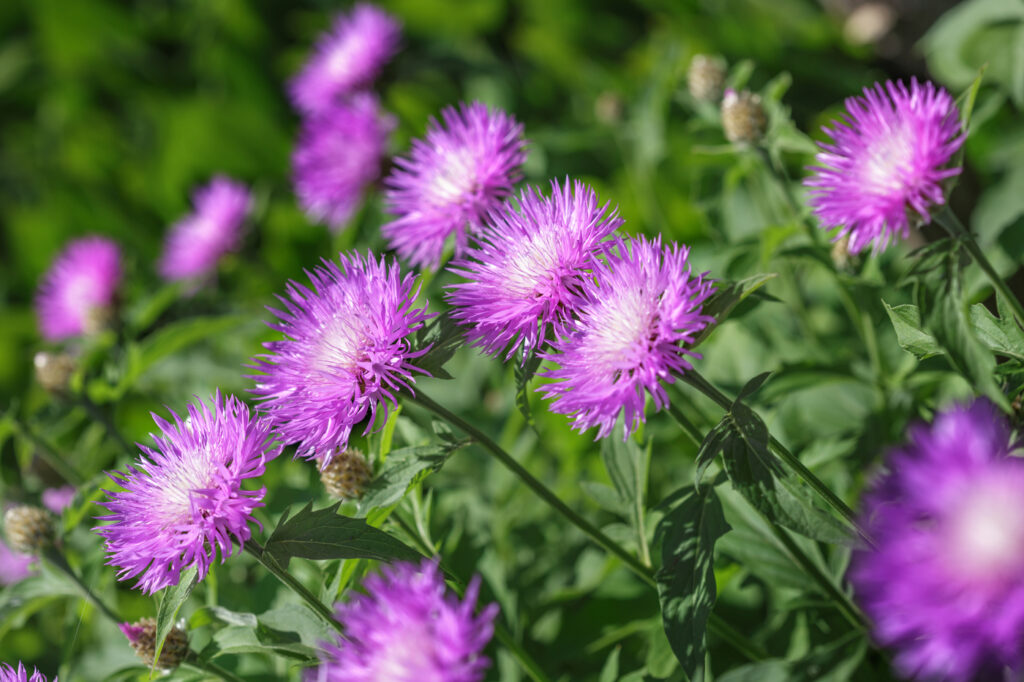 Astro di Stoke (Stokesia laevis) - (credito immagine: Mark_VB)