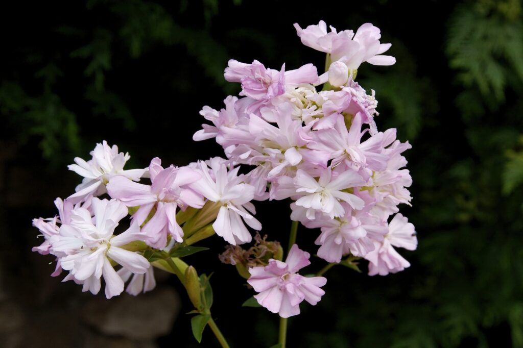 Saponaria (Saponaria officinalis) - (credito immagine: Manka)