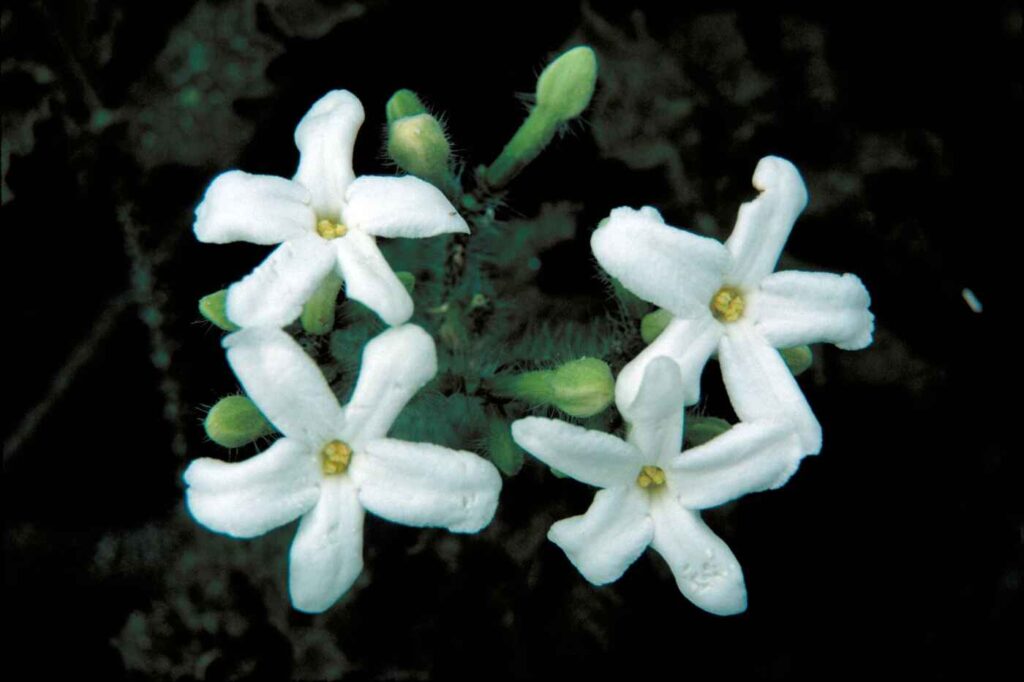 Mitchella repens (Partridgeberry)
- (image credit: Barnes Dr Thomas G, USFWS)