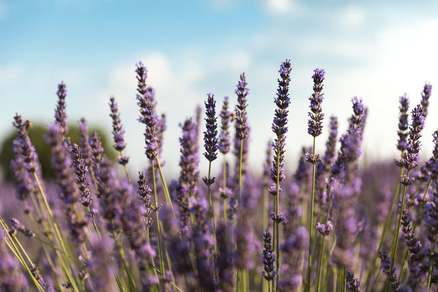 lavanda in campo - la salvia russa è diversa dalla lavanda