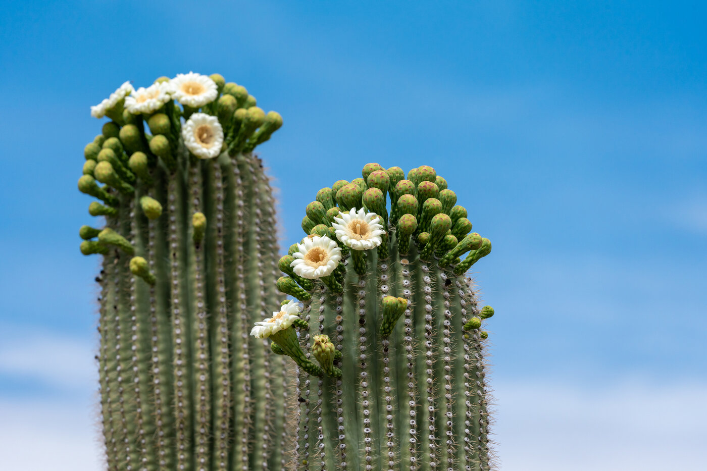 fiori che iniziano per s - Saguaro (Carnegiea gigantea) - (credito immagine: JayPierstorff)