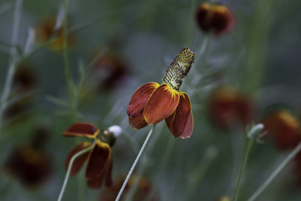 Ratibida columnifera (Prairie coneflower) - (image credit: dz1958.hotmail.com)