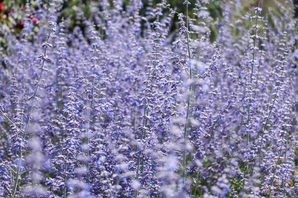 salvia russa - la salvia russa è diversa dalla lavanda