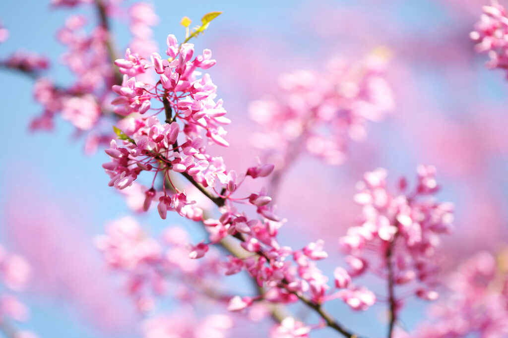 Redbud (Cercis canadensis) - (image credit: Guzel)