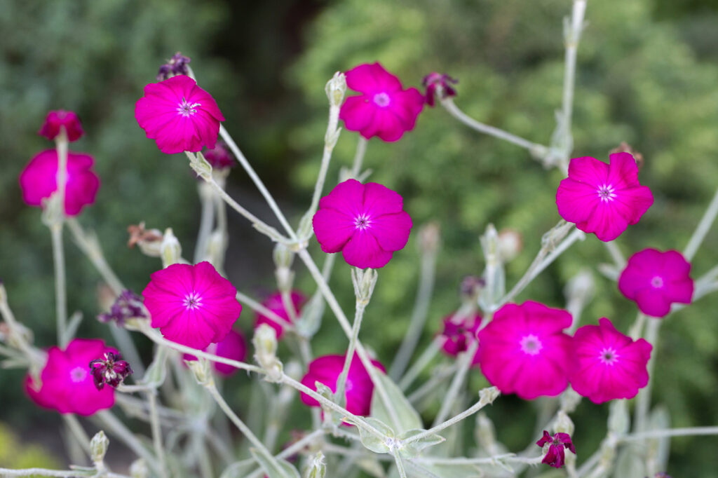 Rose campion (Silene coronaria) - (image credit: wjarek)