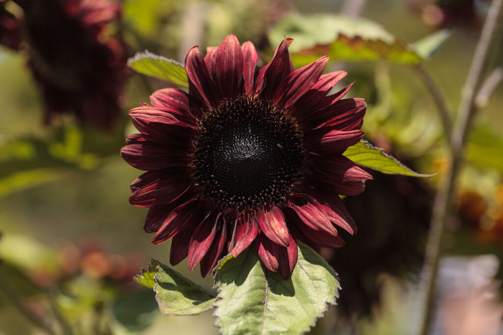 Red hedge sunflower (Helianthus annuus) - (image credit: stephstarr9363@gmail.com)